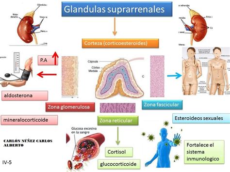 ESQUEMAS DE FISIOLOGIA ESQUEMAS DE FISIOLOGIA MEDICA