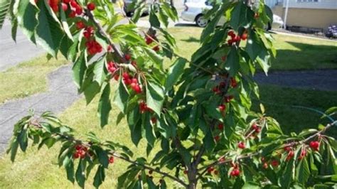 Dwarf Cherry :- How to Take Care of a Dwarf Cherry Tree?