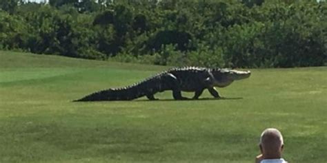 Cocodrilo Gigante Sorprende En Campo De Golf Metro