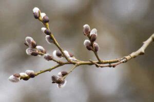 How To Grow And Care For Pussy Willow Gardeners Path