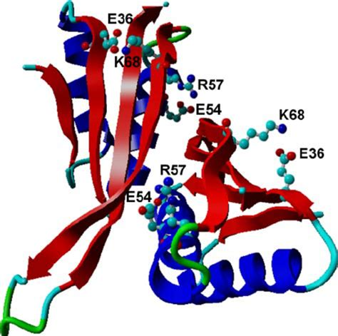 Ribbon Diagram Of The Homodimer Ssh B Derived From The X Ray Crystal