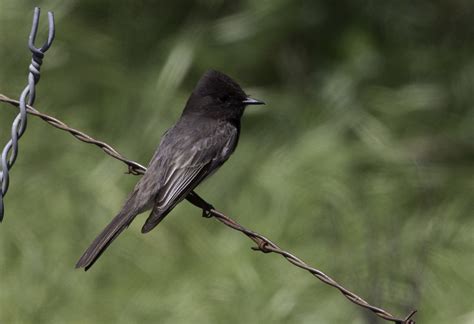 Black Phoebe Mine S Road Del Puerto Canyon Fieldtrip PSeubert Flickr