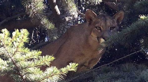 Conaf Logr Captar Avistamiento De Puma En Camino Rural De Angol