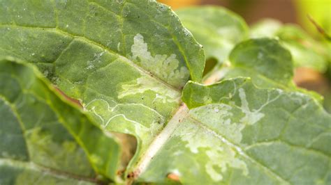 Leaf Miner Fly Babies Scribble All Over Your Salad KQED