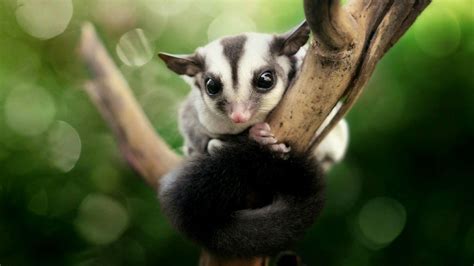 Sugar Gliders Wallpapers - Wallpaper Cave