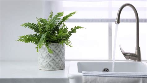 Is Tap Water Bad For Your Houseplants An Expert Weighs In