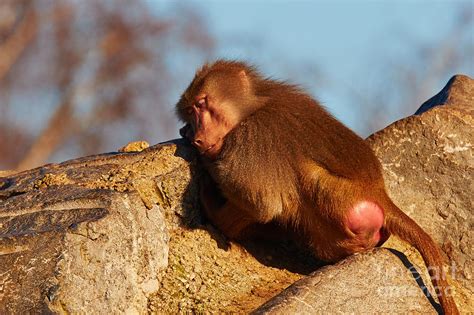 Baboon Sleeping On A Rock Photograph By Nick Biemans Pixels