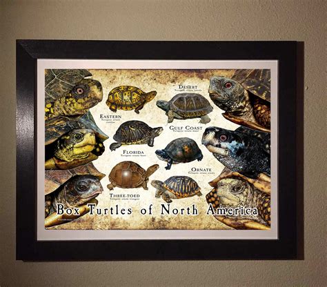 Box Turtles Of North America Poster Field Guide Etsy