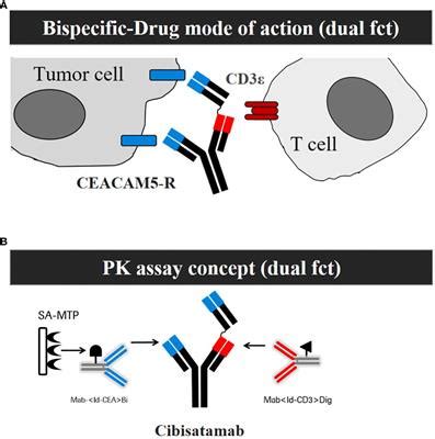 Frontiers Characterization Of Anti Drug Antibody Responses To The T