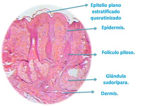 LABORATORIO DE HISTOLOGÍA