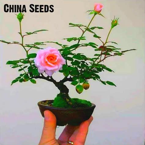 100 Graines Rare Flower Bonsai Mini Rose Tree Bonsai Plants Diy Bonsai