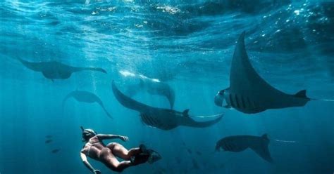 Best Island Tour Snorkeling With Magnificent Manta Ray GetYourGuide