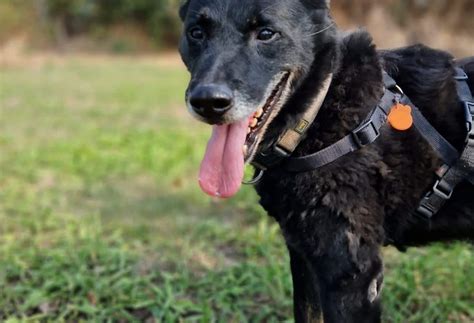 Appello Per Adottare Falco Era Il Cane Del Clochard Morto Nel Rogo Del