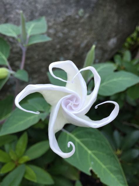 Care For Moonflowers How To Grow A Moonflower Vine Artofit