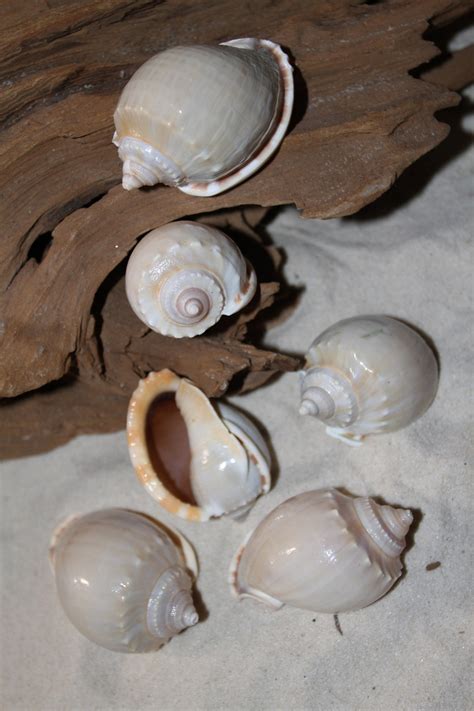 Cassis Glaucum Bonnet Seashells 23 Whole Etsy