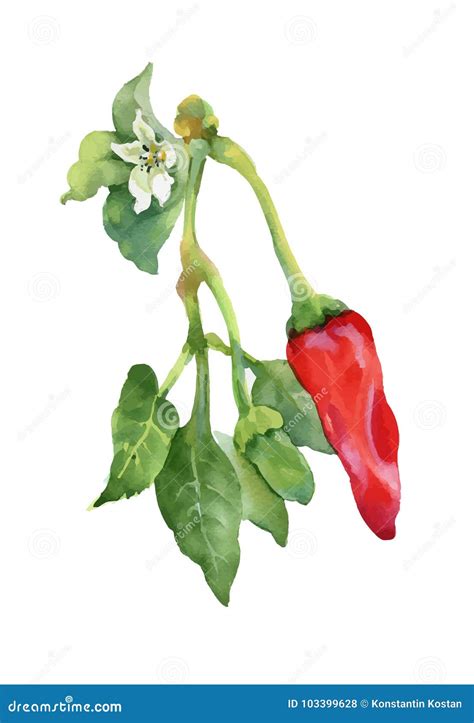 Hot Pepper Plant With Flower And Pepper Isolated On White Background