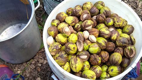 Processing Shagbark Hickory Nuts Carya Ovata Hulling Storing