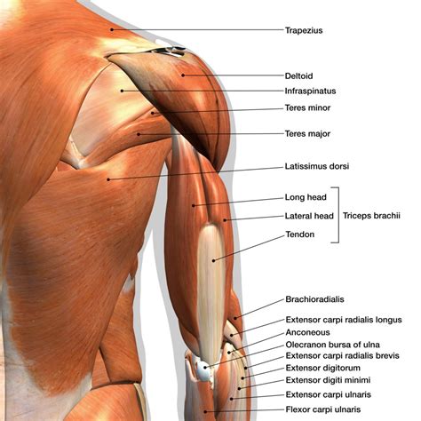 Shoulder anatomy and the best exercise you aren't doing – Auster