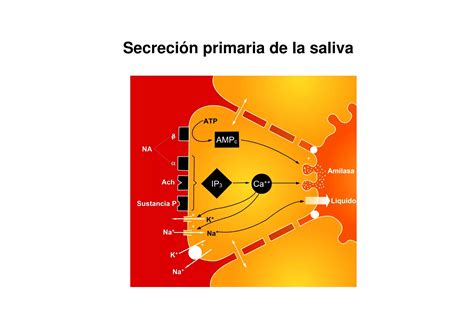 02 Secrecion I salival y gástrica PPT