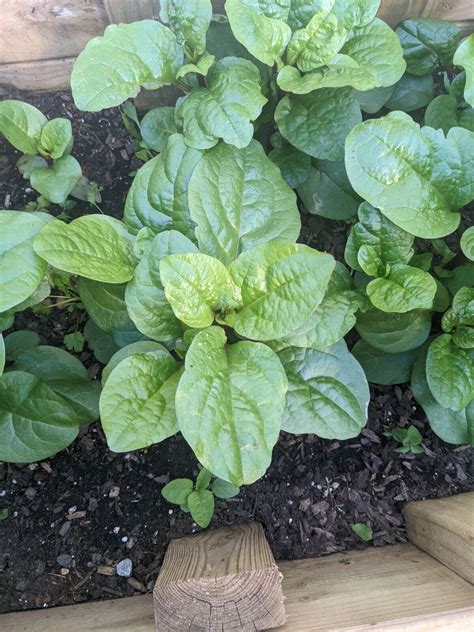 25 Red Malabar Spinach Alugbati Vietnamese Spinach Pui Poi Shak