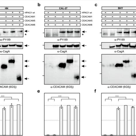 Transient Expression Of Ceacam1 5 And 6 In Oral Epithelial Cell Lines