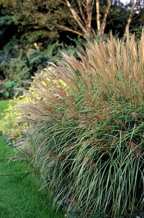 Plants That Give You Bang For Your Buck Ornamental Grasses Garden