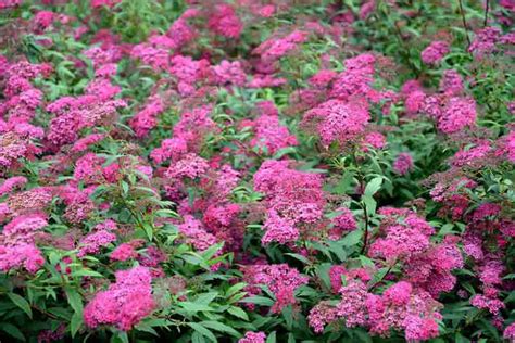 Spiraea Japonica Anthony Waterer Japanese Spirea Garden