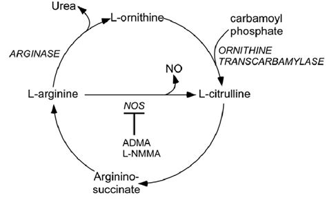 7 Pathways For Nitric Oxide Production And Arginine Metabolism Taken