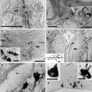 AF Pituitary Innervation And Gonadal Sex Differentiation A Sagittal