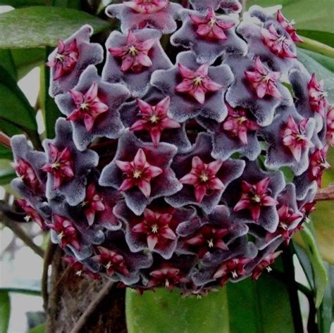 Hoya Cura E Coltivazione Del Fiore Di Cera A Forma Di Stella