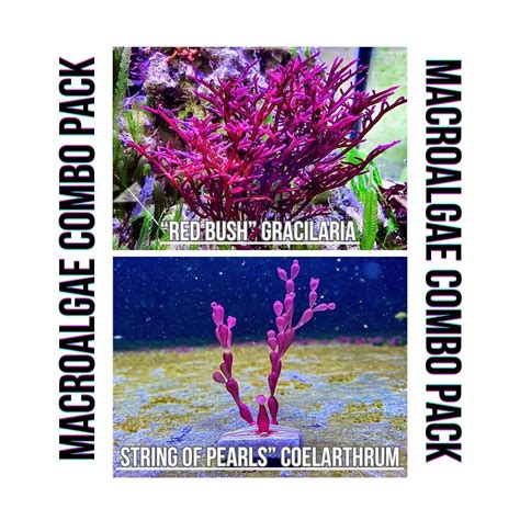 Red Macroalgae Combo Pack 2 Frag Live Macro Algae Coral For Saltwater