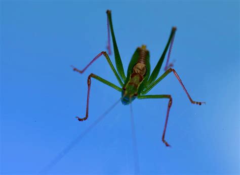 macro close  insect  photo  pixabay pixabay