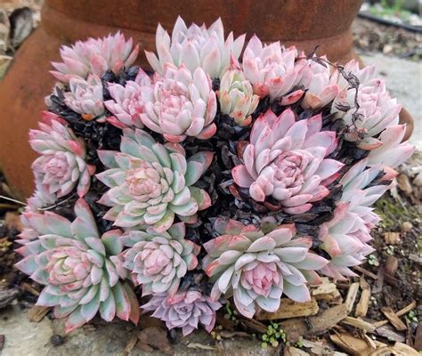 Pin By Kim Pearson On Succulents Succulents Plants Northern California