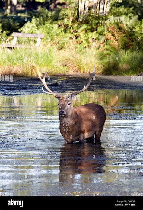 Stag In Parkland Hi Res Stock Photography And Images Alamy