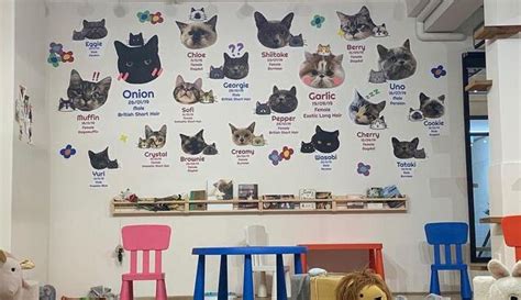 Cashmere Cat Cafe In Melbourne