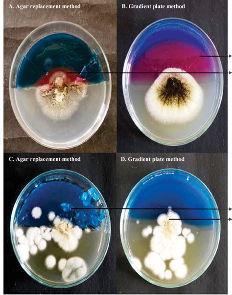 Detection Of Siderophore Production In Fungal Cultures Using Agar