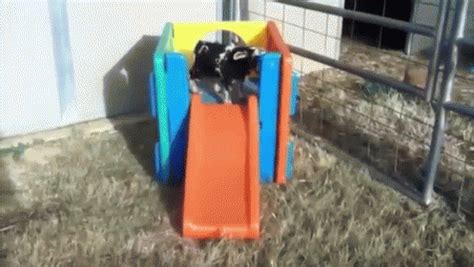 Funny Goat GIF - Goat Animals Funny - Discover & Share GIFs