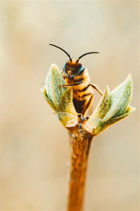 How To Attract Pollinators To Your Homestead Garden Hillsborough