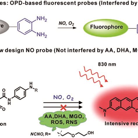 Schematic Of The N Nitrosation Reactivity Based Two Photon Fluorescent