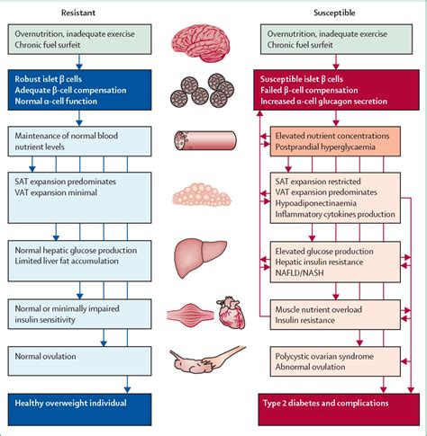 Diabetes Mellitus Complications Pathophysiology