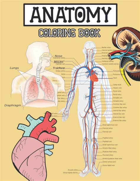 Anatomy Coloring Book by H.B Book | Goodreads