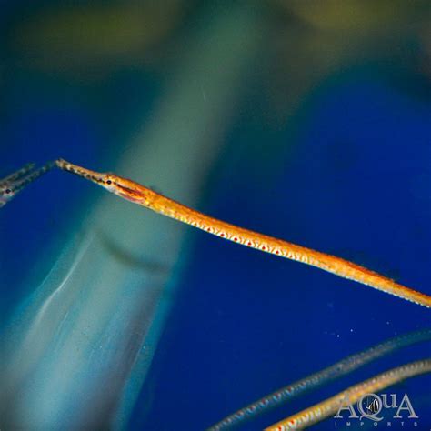 rainbow belly pipefish microphis deocata aqua imports