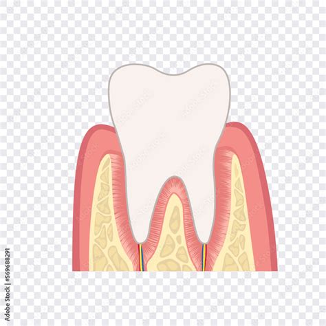 Tooth Structure Anatomy Of Teeth Dental Medical Illustration Stock