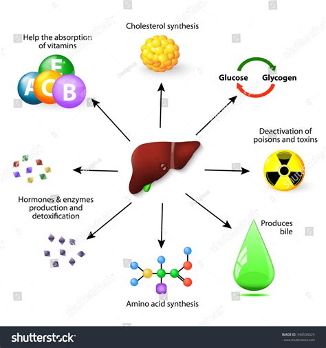 Liver Functions Synthesis Protein Amino Acid Stock Illustration 334534025 Shutterstock