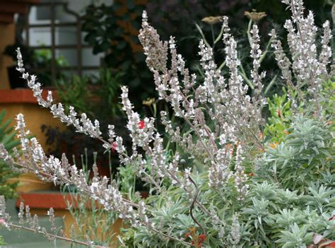 white sage plant growing guide smudging  seeds plants  merit