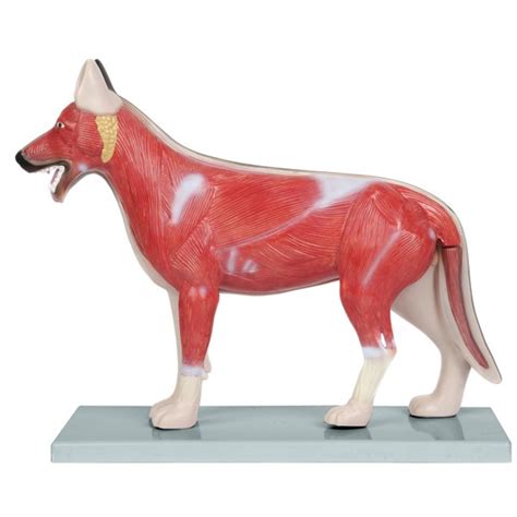 Anatomy Lab Domestic Canine (Canis lupus familiaris) Anatomy Model - Walmart.com