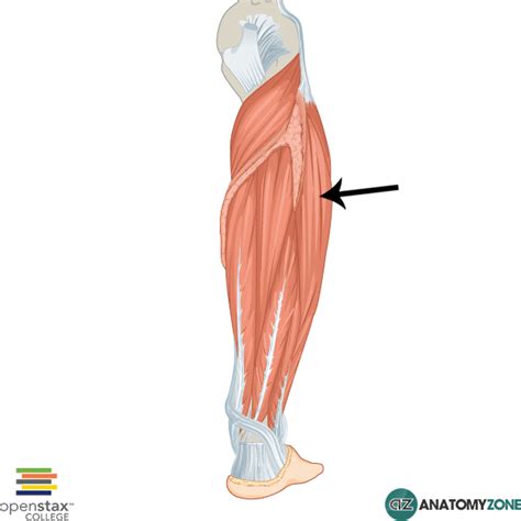 fibularis longus anatomyzone