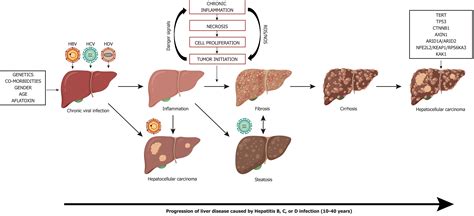 Molecular Mechanisms Of Viral Hepatitis Induced Hepatocellular Carcinoma