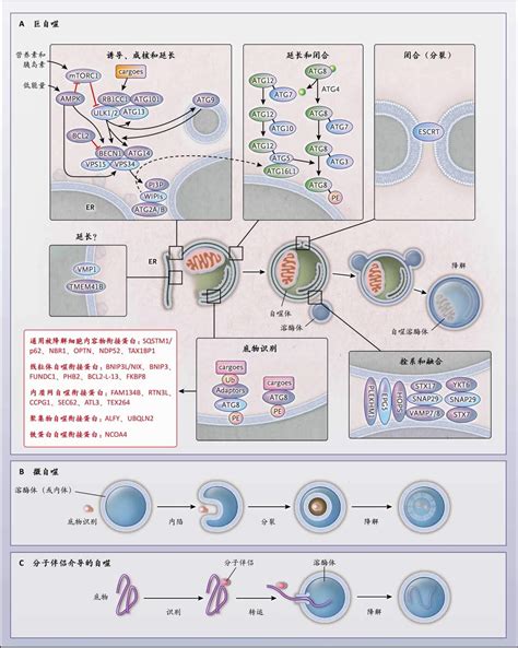 自噬在人类疾病中的作用 Nejm医学前沿