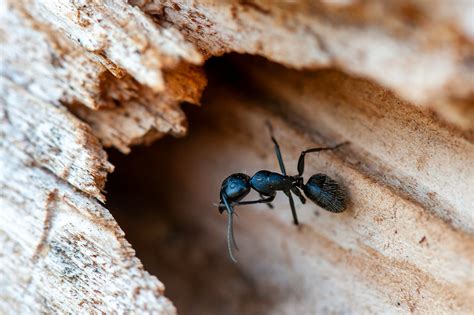 Fourmi Charpentière Carpenter Ant Camponotus Ligniperda Flickr